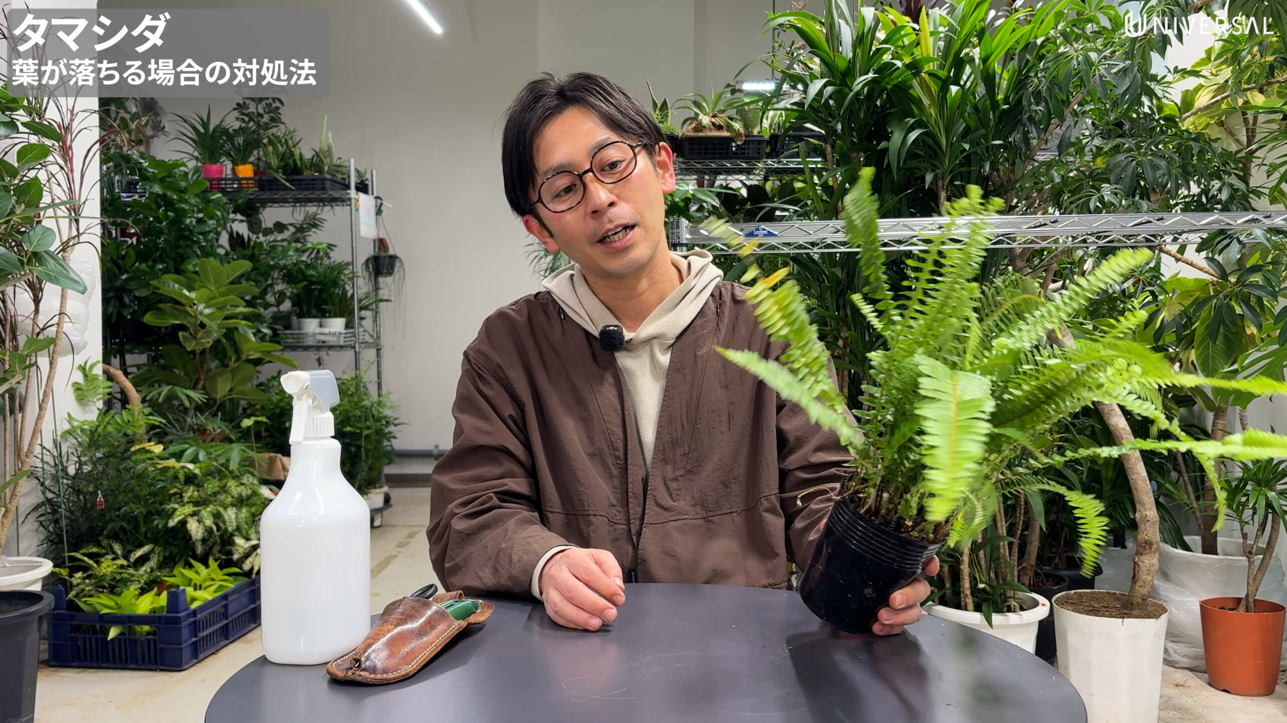 植物のプロが教える】実は○○が原因！葉っぱが落ちる本当の理由 