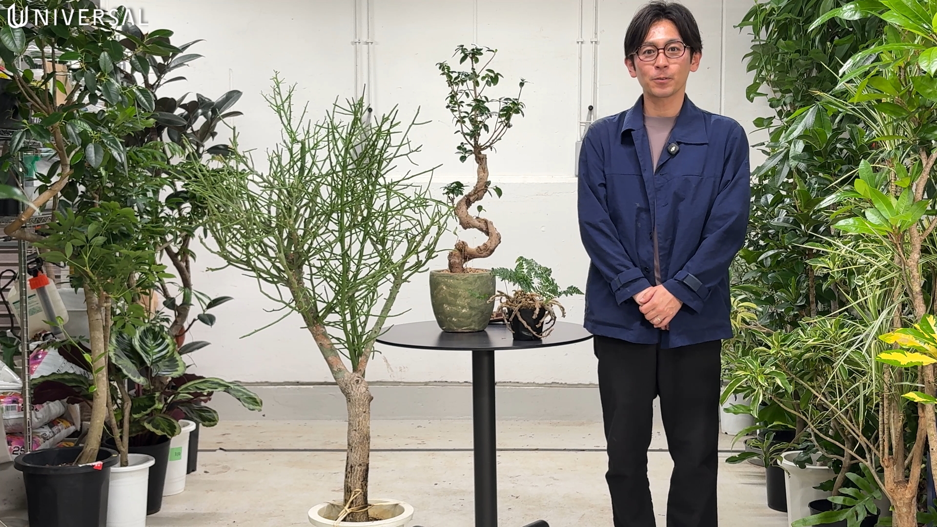 過去に登場した植物