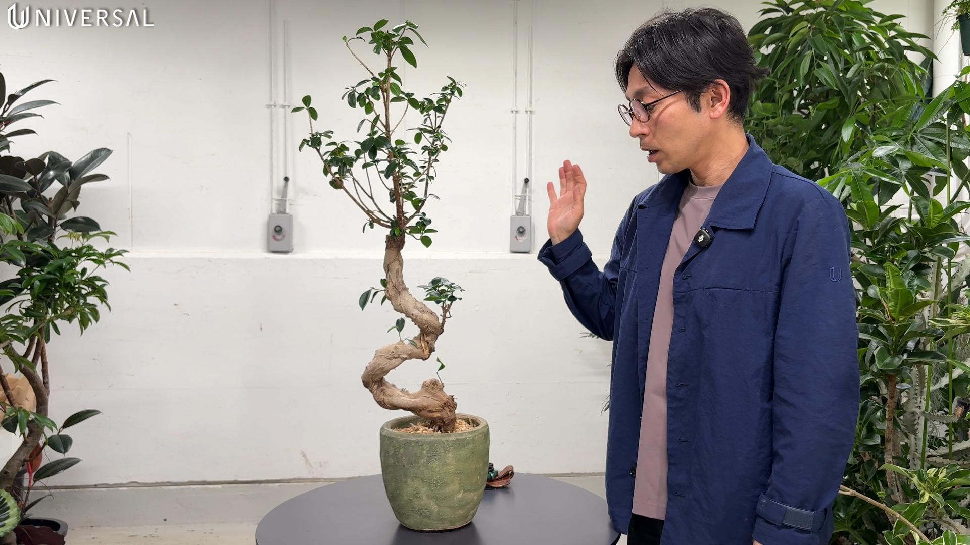 ガジュマルの成長経過