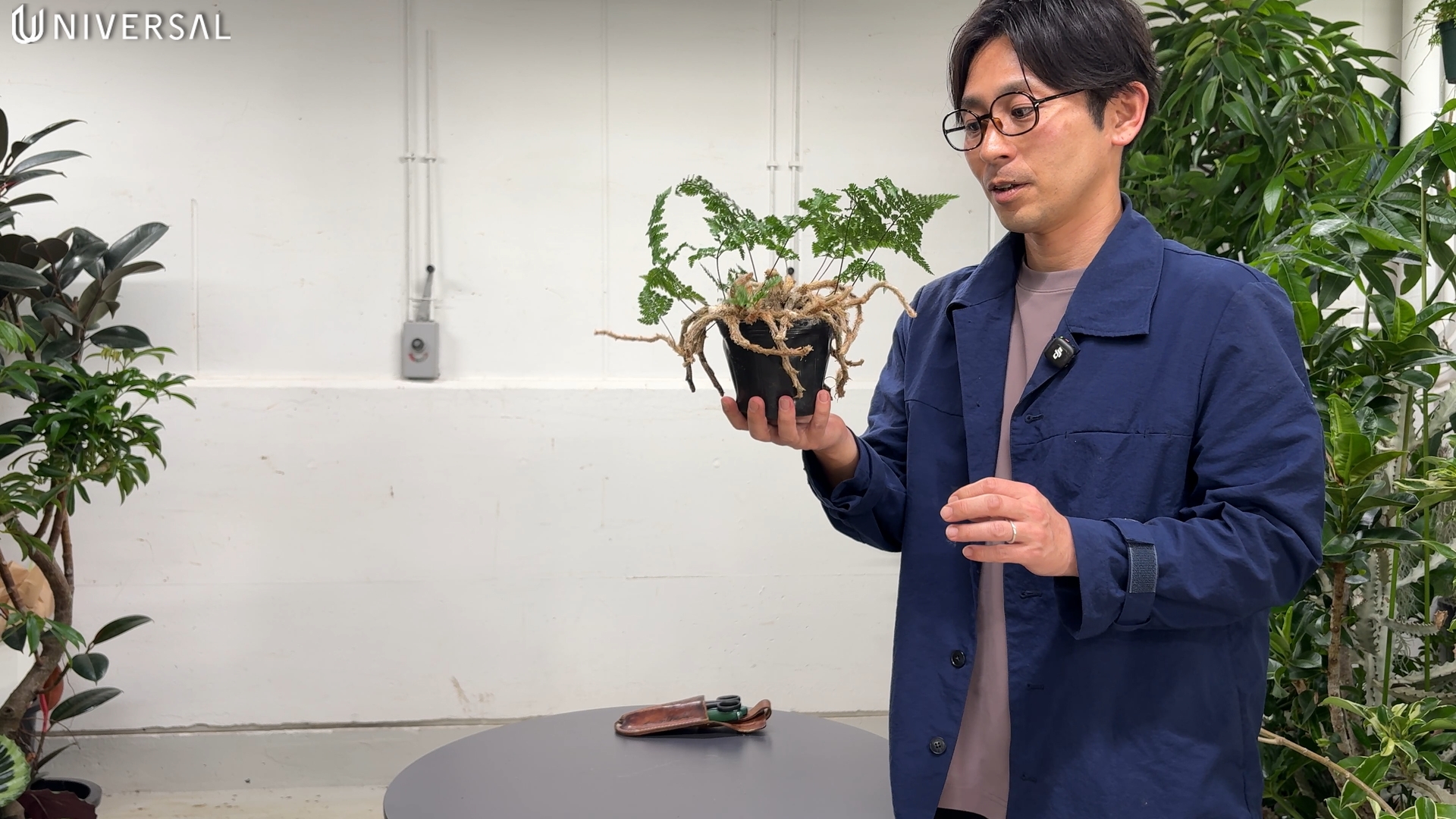 トキワシノブの根茎と新芽