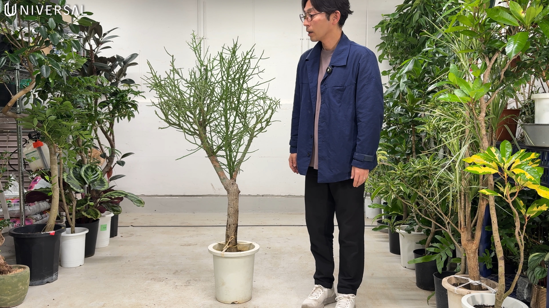 ユーフォルビアの樹形