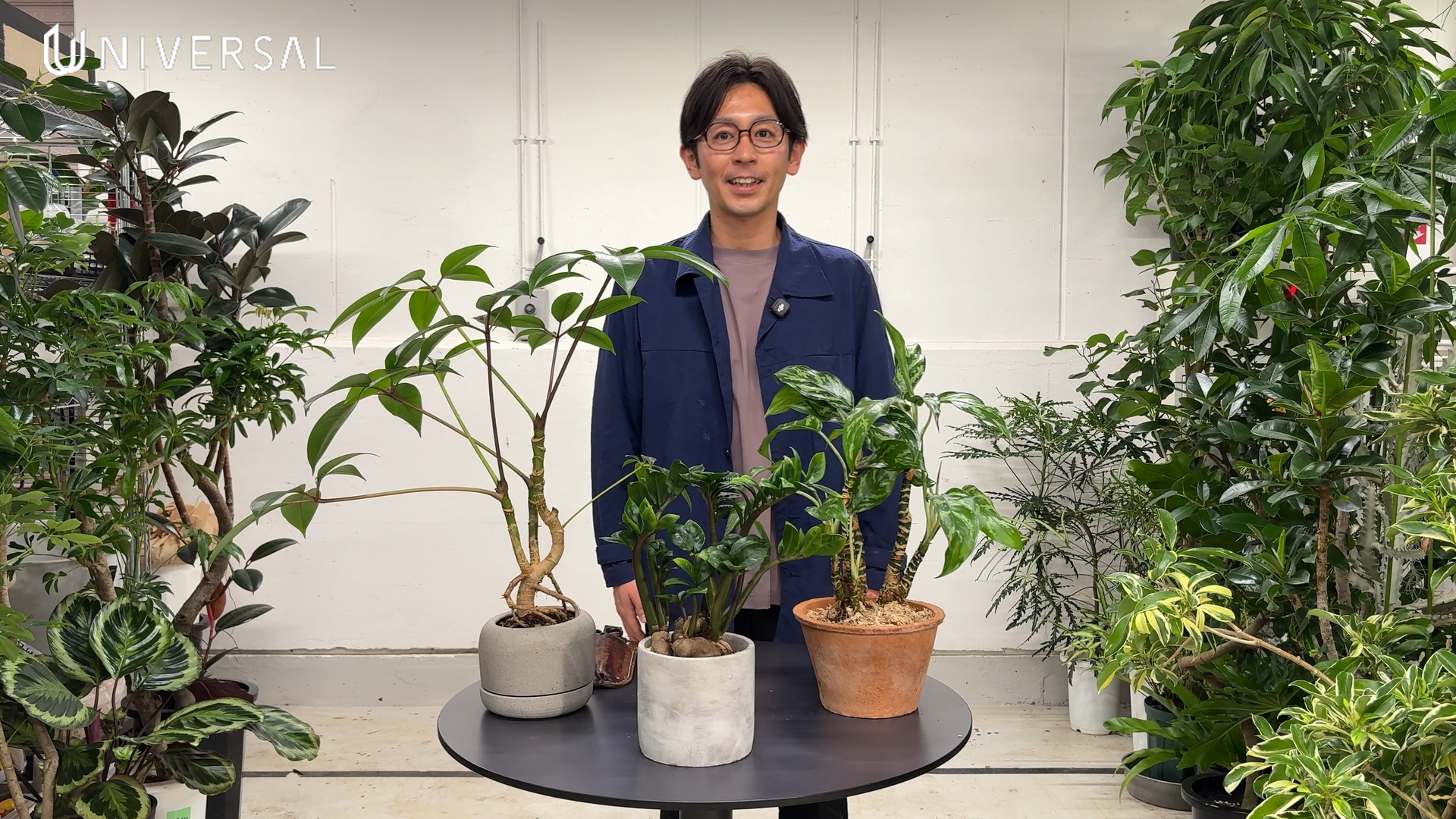 ザミオクルカスの根上がり仕立て
