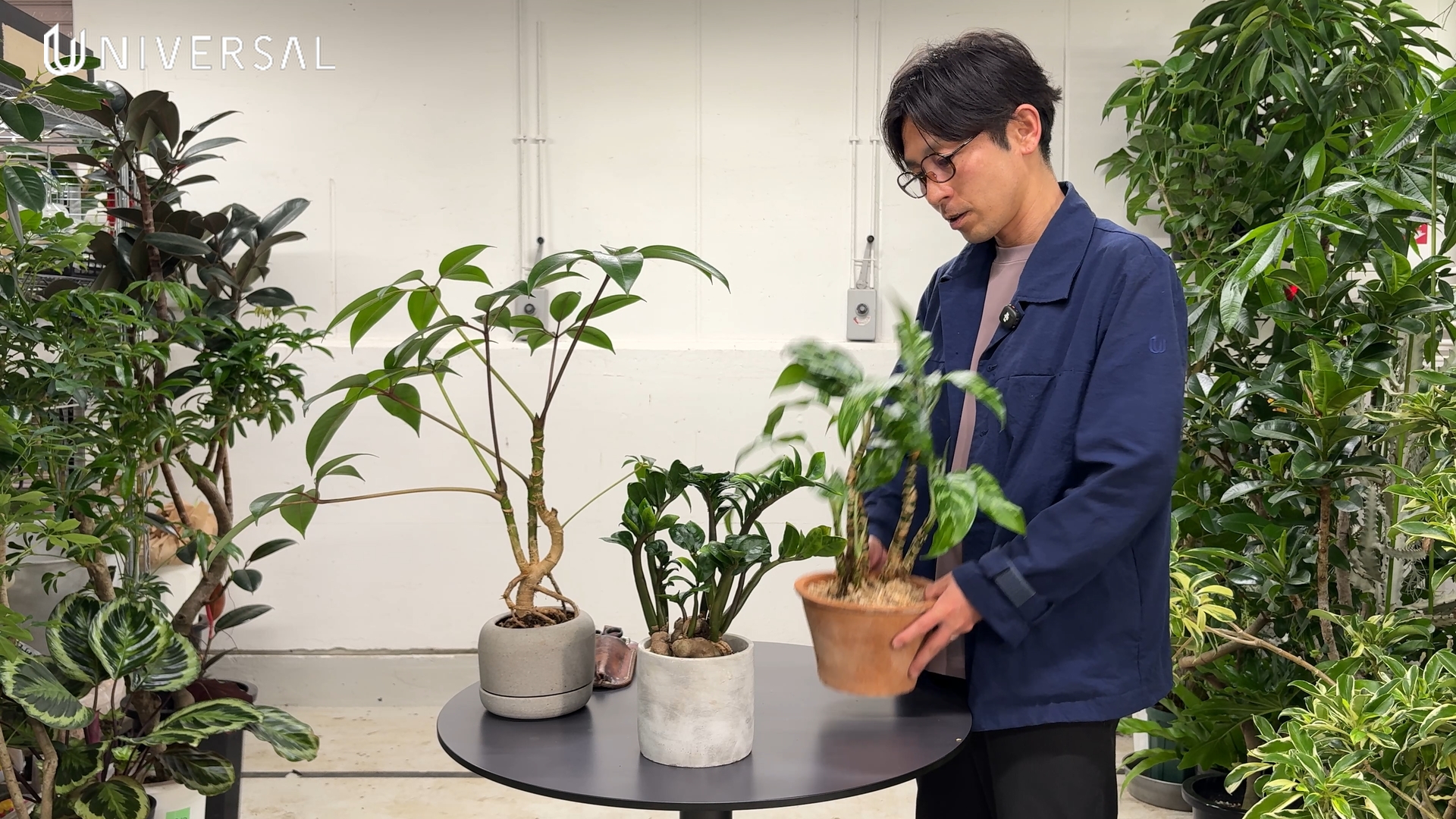 ツピタンサスの根上がり仕立て