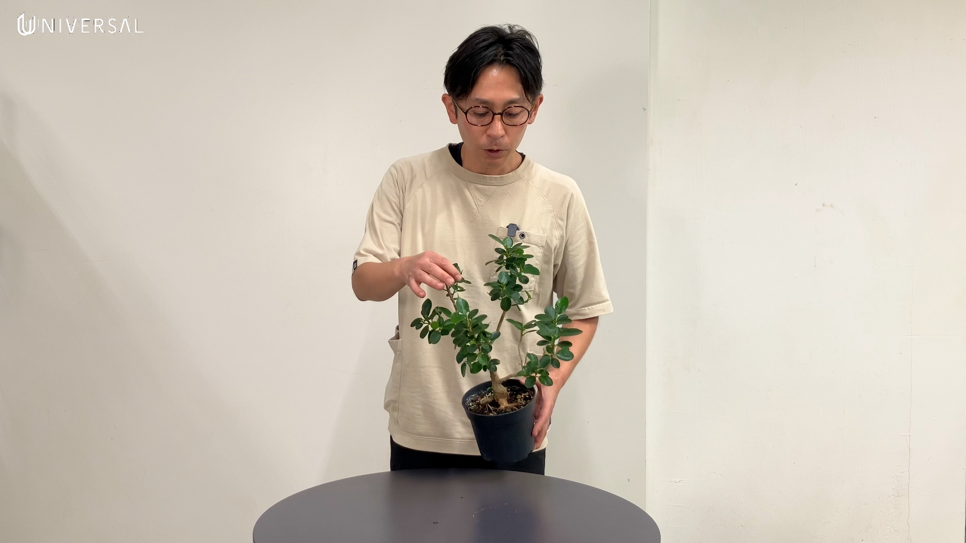 パンダガジュマル紹介