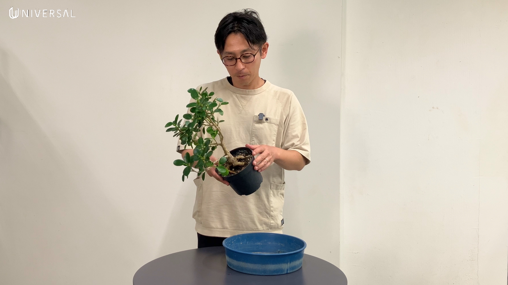 根上がり仕立て