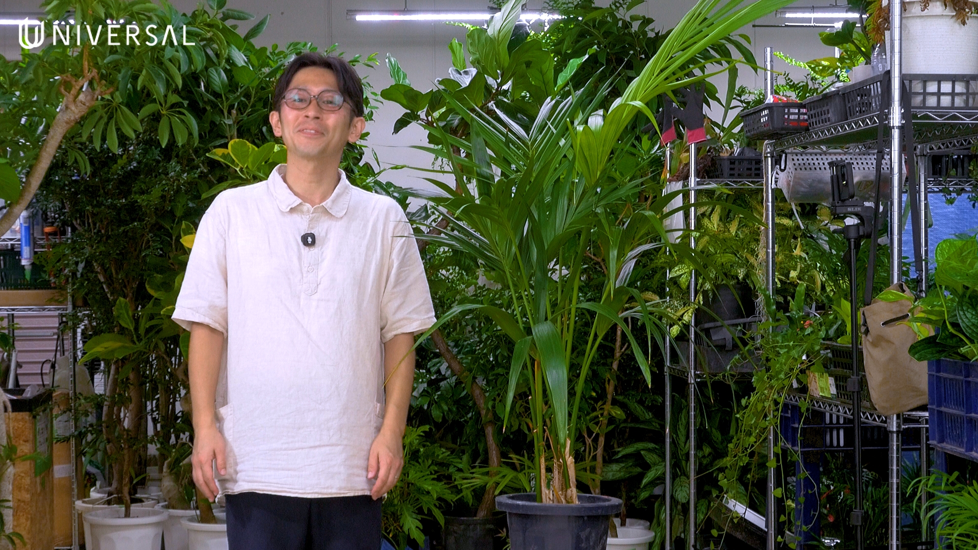 ケンチャヤシの病害虫