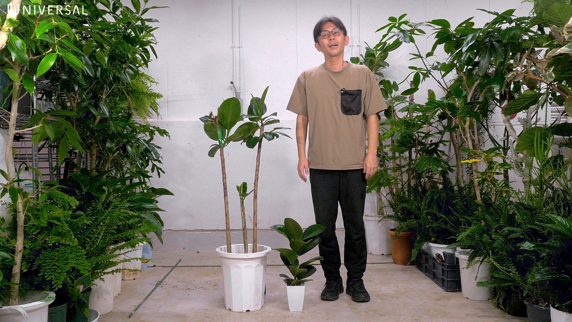 ゴムの木の状態