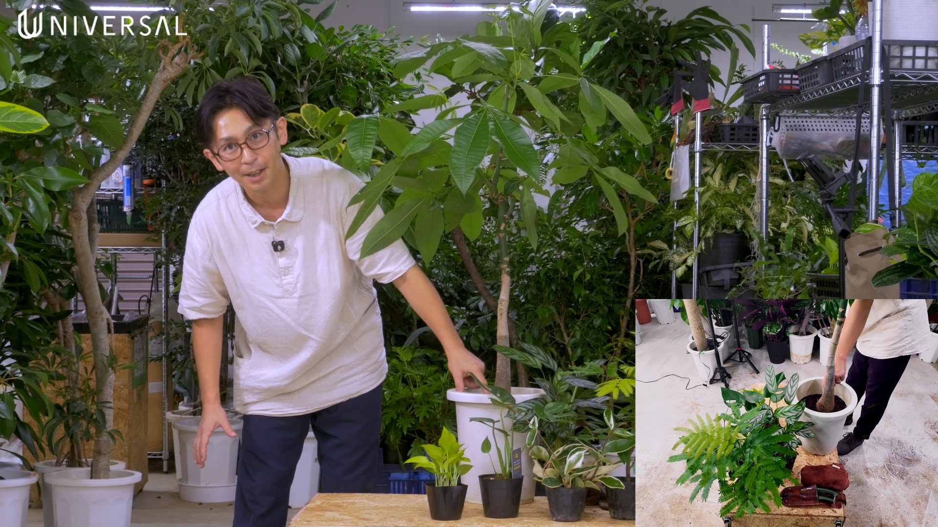 パキラの鉢の隙間に設置