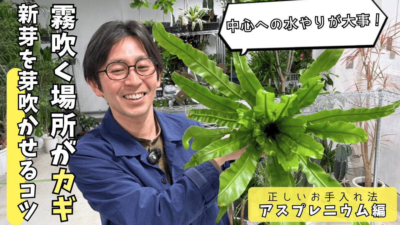 植物のプロが教える】新芽が出ない原因はコレ！水やりの落とし穴