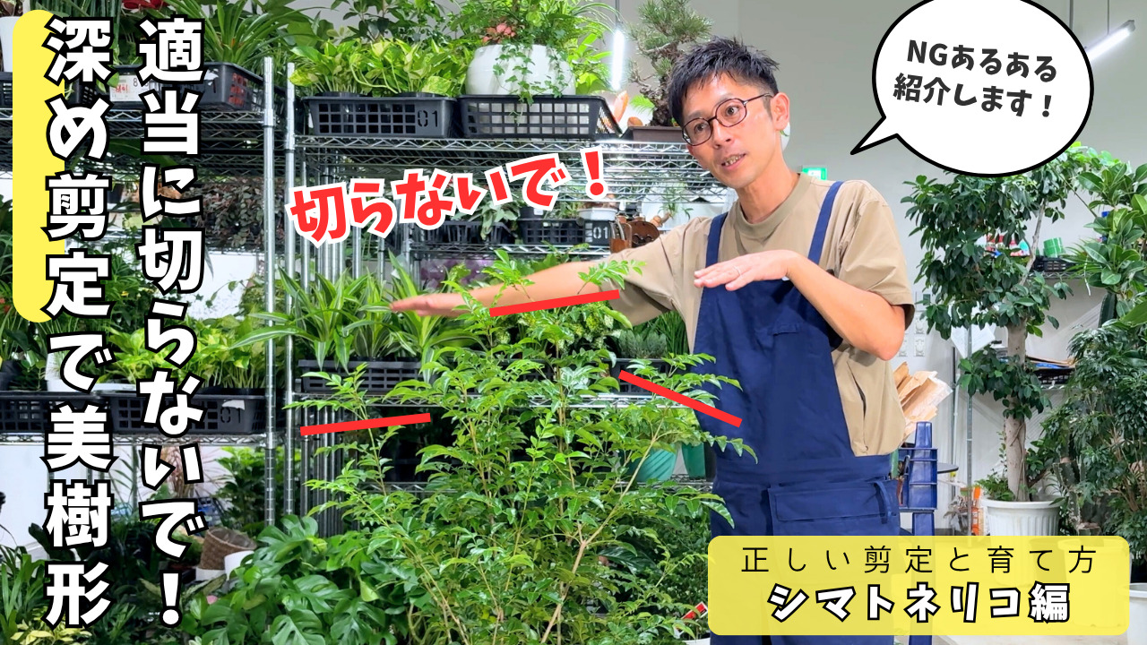植物のプロが教える】知らずにやると形が崩れる！シマトネリコのNG剪定