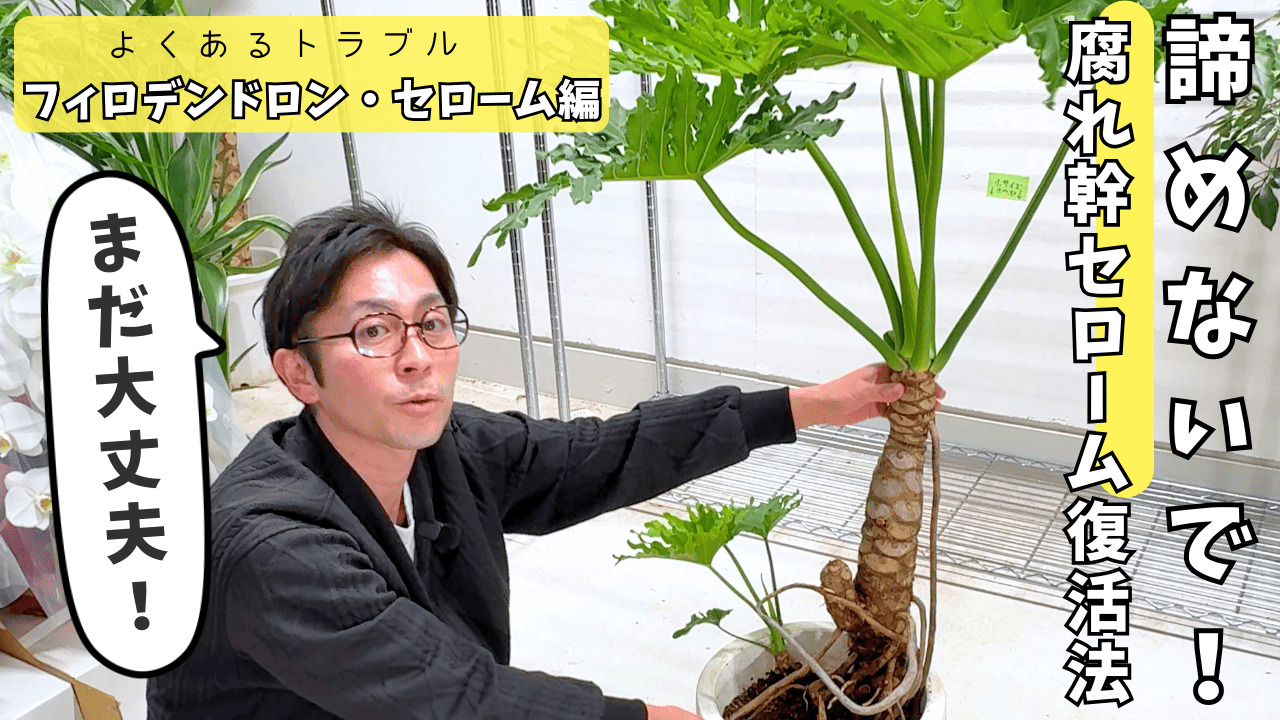 植物のプロが教える】まだ助かる！腐った幹の正しい処理方法