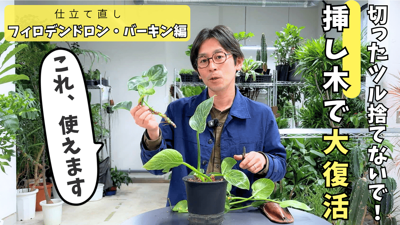 植物のプロが教える】切り戻し＋挿し木で復活！バーキン仕立て直し術