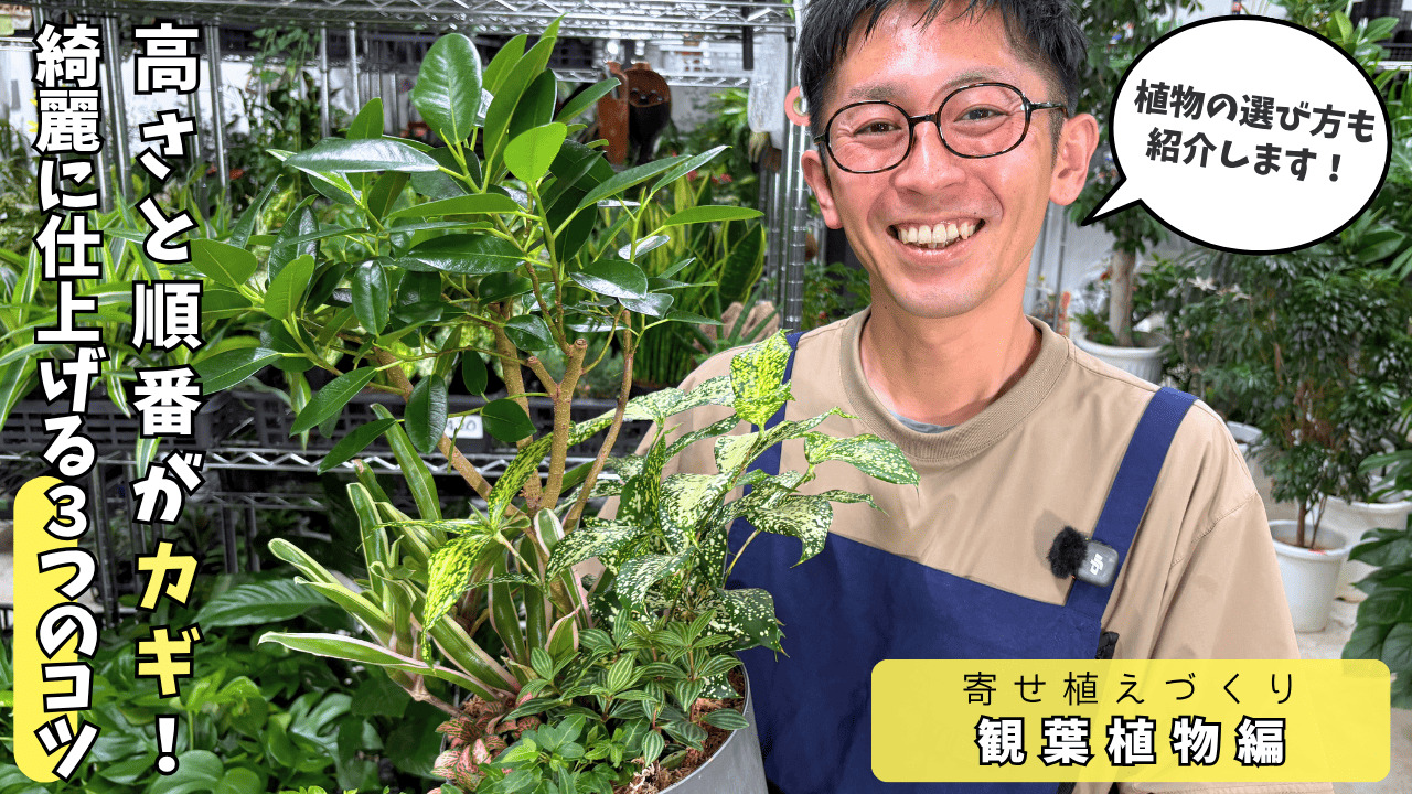植物のプロが教える】簡単！綺麗！寄せ植えづくり3つのポイント（観葉