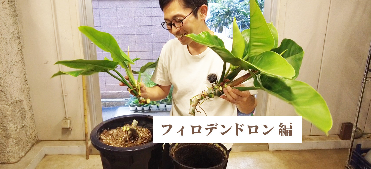 観葉植物のプロが教える】 フィロデンドロン(インペリアルグリーン) の 