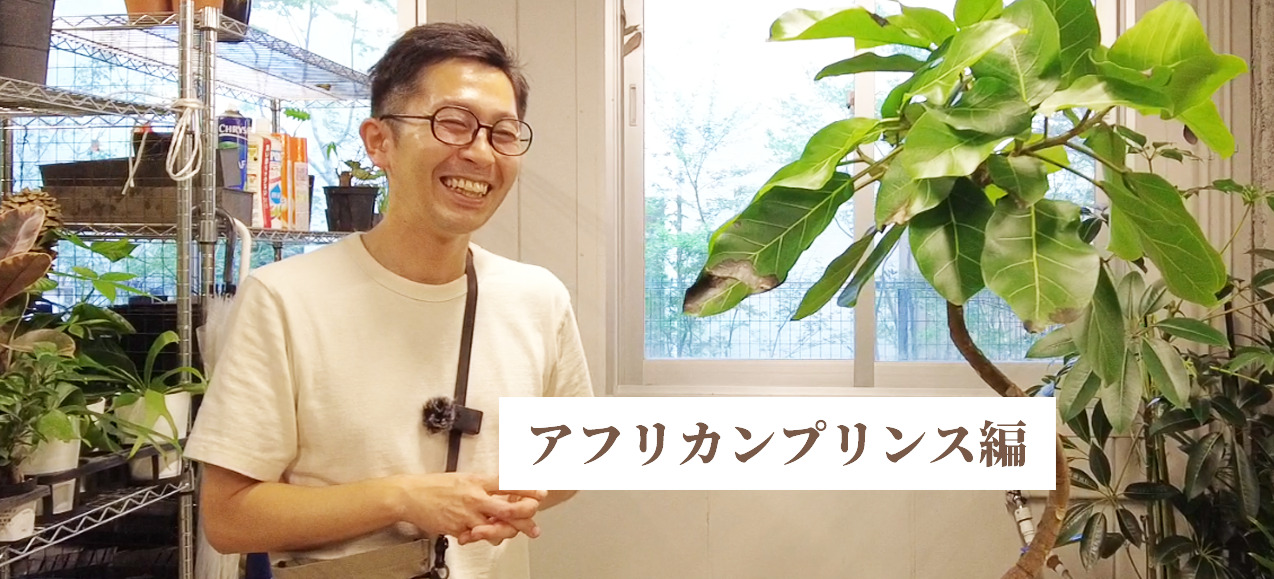 植物のプロが教える】フィカス・アフリカンプリンス 剪定のコツ