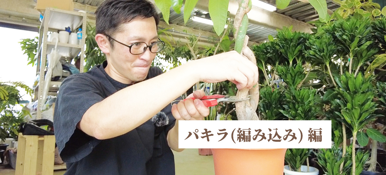 観葉植物のプロが教える】 編み込みパキラ お手入れのコツ！ – Pro
