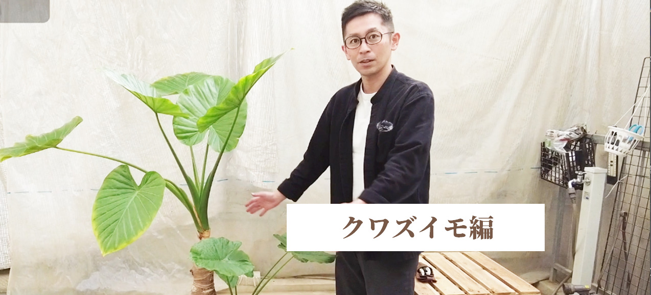 観葉植物のプロが教える】クワズイモ 剪定のコツ！ – Pro-Green - (株