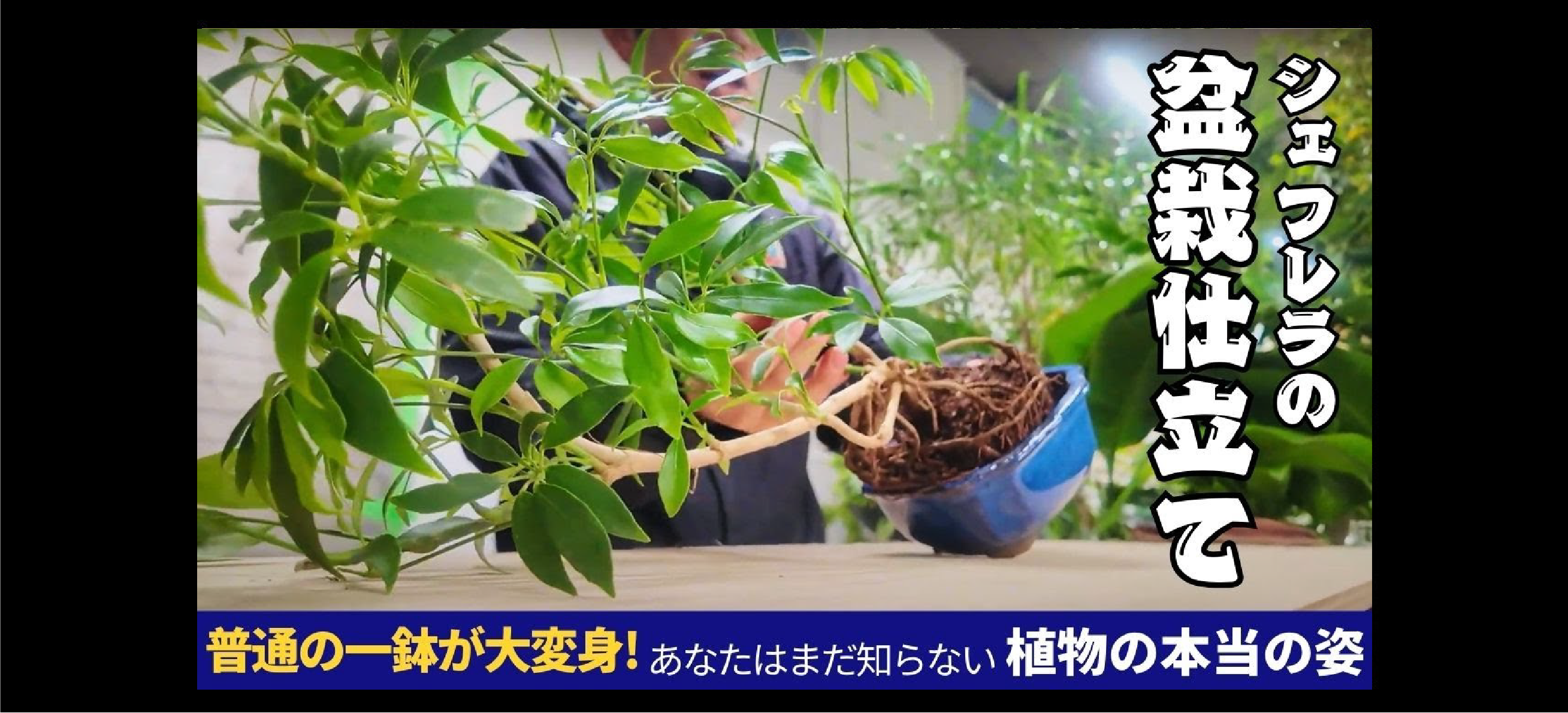 ほんの一手間で大変身！シェフレラの盆栽仕立ての作り方 – Pro-Green