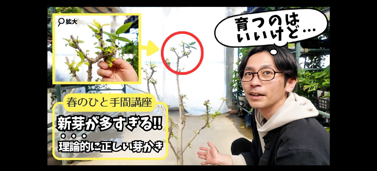 育てたい芽はこうやって選ぶ！芽かきパーフェクトガイド – Pro-Green