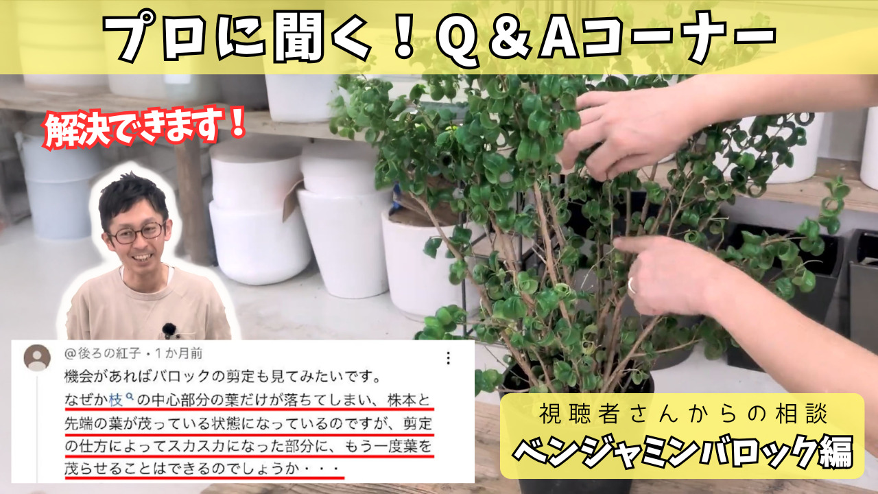 葉っぱが落ちたベンジャミン、復活させる剪定のコツ！ – Pro-Green