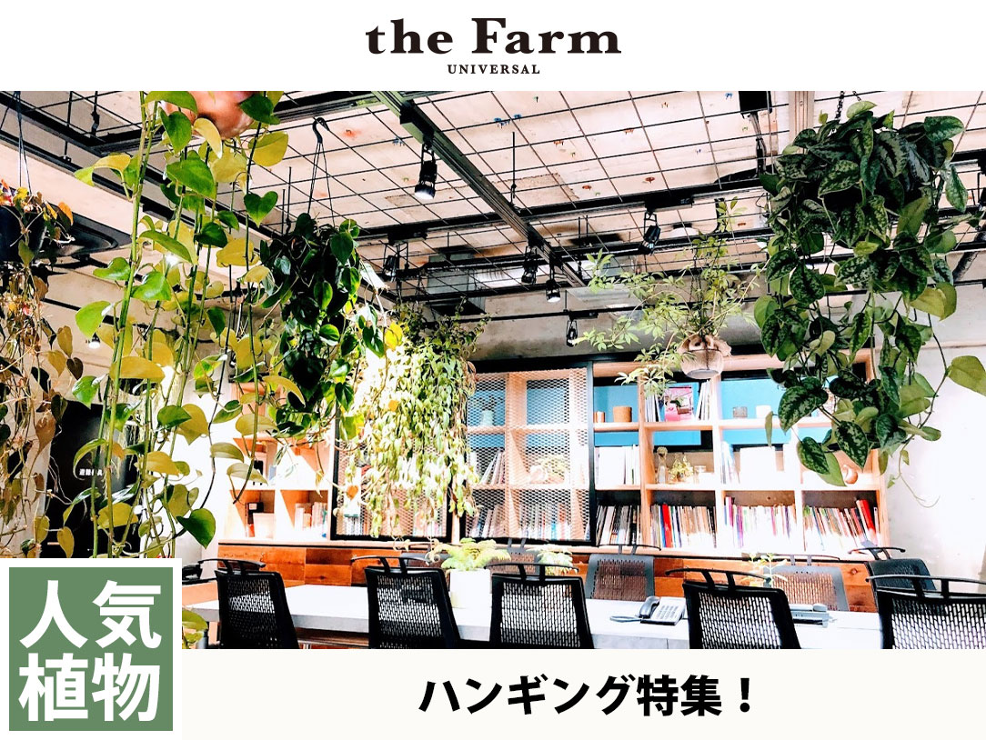 観葉植物の通信販売 ネットショップ 観葉植物 多肉植物 塊根植物の通販 ネットショップの The Farm Universal Online Store