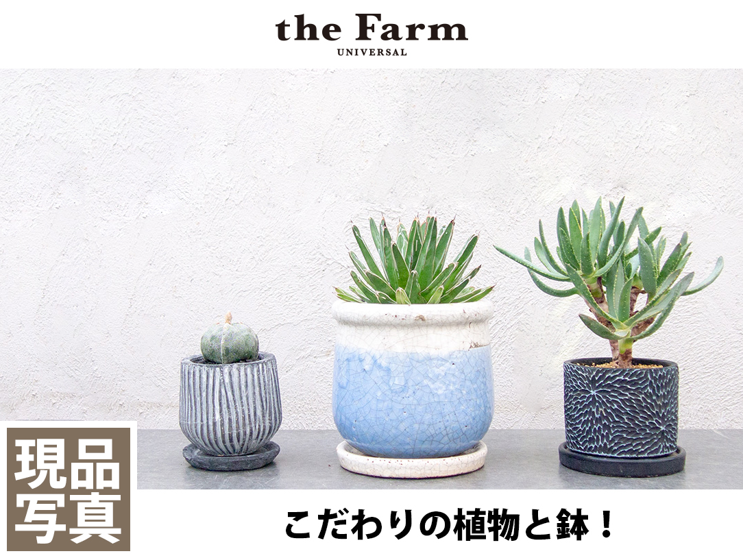 観葉植物の通信販売 ネットショップ 観葉植物 多肉植物 塊根植物の通販 ネットショップの The Farm Universal Online Store